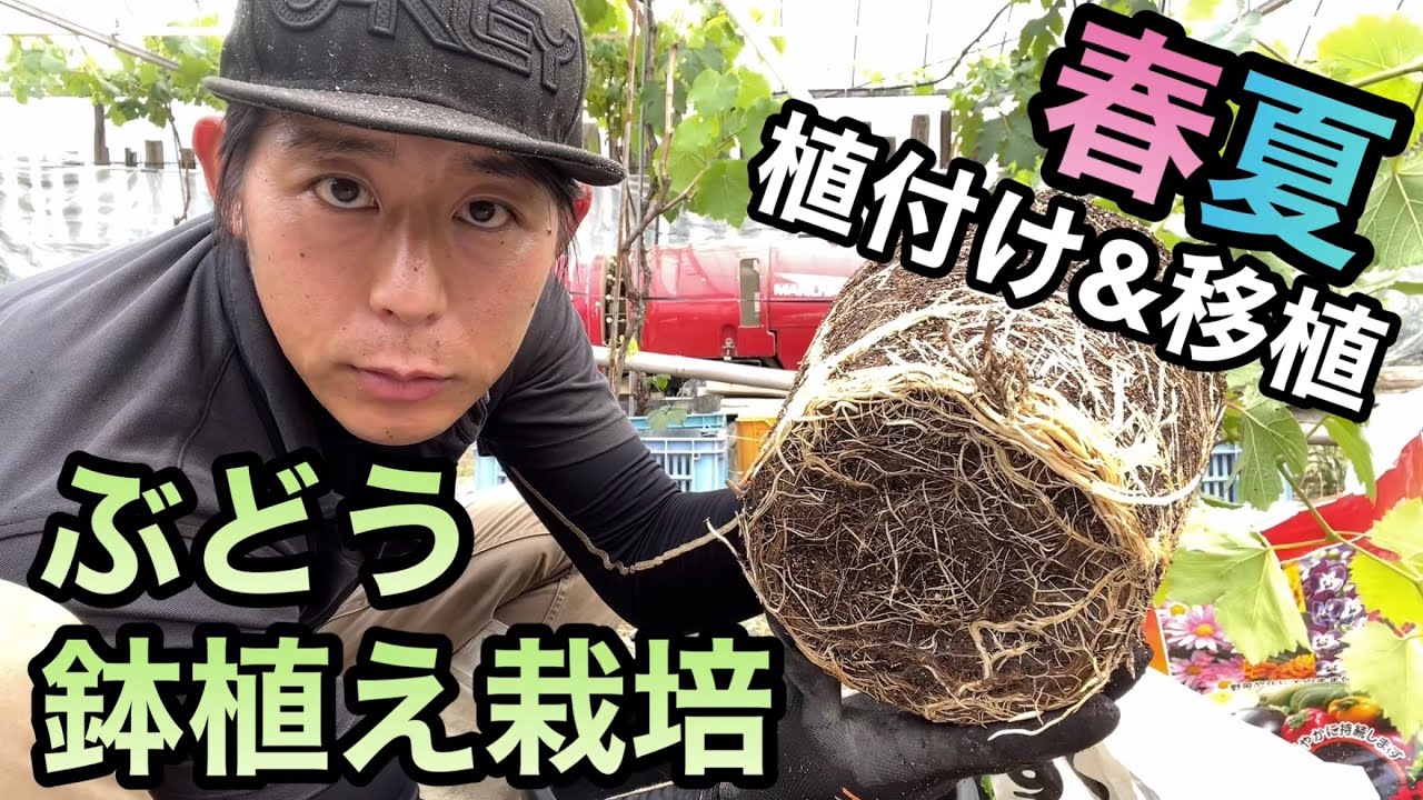 ぶどうの鉢植え栽培〜簡単！春夏の植付け&移植方法〜