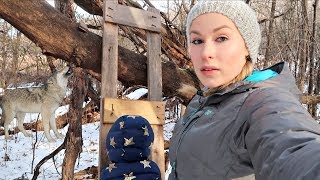 WE FOUND A WOLF! -Exploring The Woods Behind Our New House - Pranksters in Love Vlog
Sign up for your free credit score with Credit Sesame here
http://bit.ly/2yZo4IE
Sponsored by Credit Sesame
Nikki went to her moms house to clean the downstairs after moving out. Then we switch places and John goes to Northfield. Nikki explores the woods in our backyard with Iris and Kenobie. We are Nikki, John and Iris. We post vlogs Monday-Friday. Occasionally we will miss a day if we had too much to edit for our multiple channels. If there is no vlog check Pranksters in Love for a new prank :) We recently moved to Minnesota after living in Los Angles for 10 years. We realized that nothing beats family and we want to raise our daughter in the midwest. We are living with Nikkis mom for the summer in the small town of Northfield, MN. This is where we grew up! Then, we hope to purchase our forever home in the Minneapolis area this fall. We are a Prank Couple turned family vloggers. We had our beautiful baby girl named Iris October 16th 2014. Follow our adventures in parenthood and watch our daughter grow with us. We post pranks, challenges, and our every day adventures. We try to be a cool mom and a cool dad. lol. We love being parents! Family is everything. We also have a zoo of rescue animals.
NIkkis channel-
https://www.youtube.com/channel/UCTTDPW-uR8OekpfUQxuVTgA Nikkis Mommy and beauty tips
Johns Fishing channel-
https://www.youtube.com/user/JohnsFishingchannel
New fishing videos by john every Thursday!
Johns video game channel-https://www.youtube.com/user/JohnsGameschannel
New gaming videos by John daily
Johns Cooking Channel-
https://www.youtube.com/cookingwithjohn
New cooking videos by John every Friday!
Our Facebook Fanpage: http://www.facebook.com/NikkiandJohn
Twitter: https://twitter.com/#!/nikki_and_john
Johns Twitter: http://twitter.com/#!/J_Dahla
Nikkis twitter http://twitter.com/#!/nikitabanana88
Instagram:
Nikki- http://www.iphoneogram.com/yourfavoriteNikki
John -http://www.iphoneogram.com/j_dahla
Johns SnapChat:
NikkiandJohn
Google PLUS us!
Nikkis G+ : https://plus.google.com/1088790148587...
Johns G+:https://plus.google.com/1078395153552...
Website: http://www.NikkiandJohn.com
Our T-shirt Store: http://nikkiandjohn.spreadshirt.com (USA)
T-shirts in the UK: http://nikkiandjohn.spreadshirt.net/ (UK)
Intro production and original theme music provided by Gareth of Bawden Vlogs @:
https://www.youtube.com/user/garethbawden
Love our theme song? Buy it now here: https://loudr.fm/release/nikki-john-theme-tune/cRa5R WE FOUND A WOLF! -Exploring The Woods Behind Our New House - Pranksters in Love Vlog