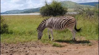 zebra, spesies zebra, kehidupan zebra