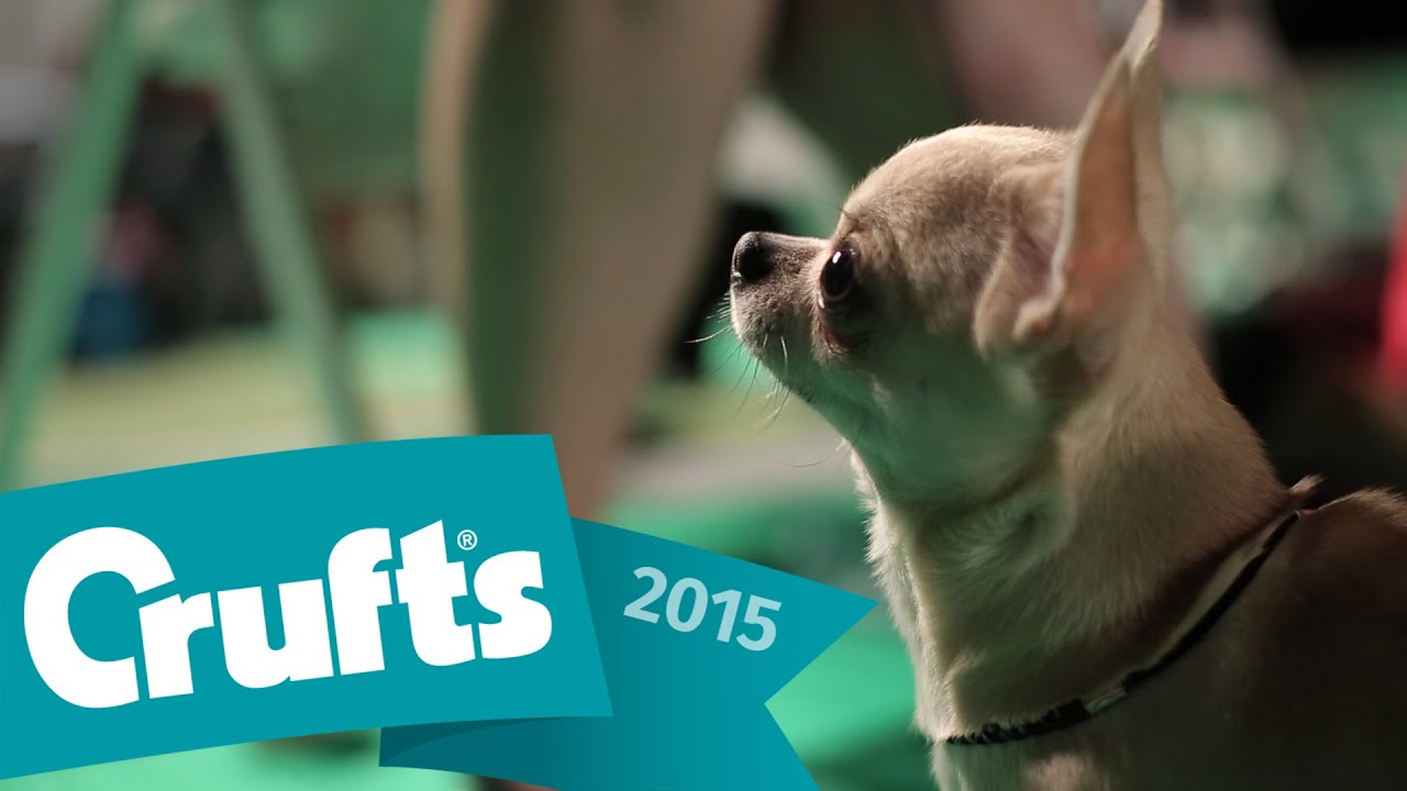 Behind the scenes with the Toy Finalists | Crufts 2015
