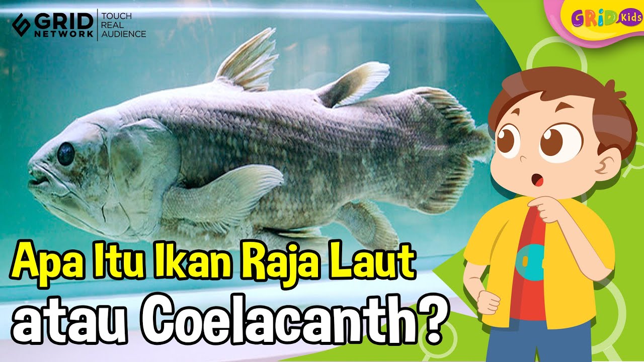 Apa Itu Ikan Purba Coelacanth atau Ikan Raja Laut yang Dikabarkan Sudah