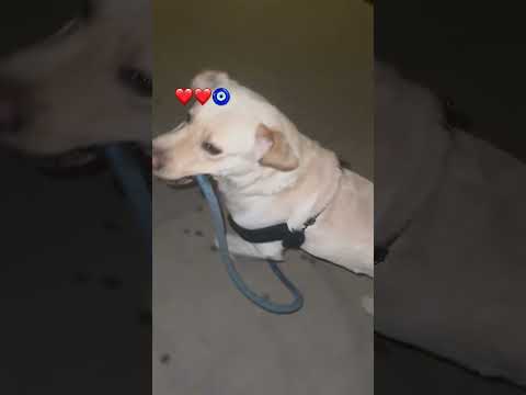 #animals #funny #goldenretreiver #goldenretreivers #labrador #labrador #pets #retreiver