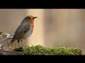 bird eating