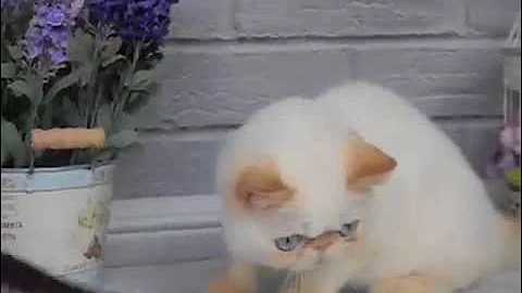 Video 1478571: exotic male kitten
