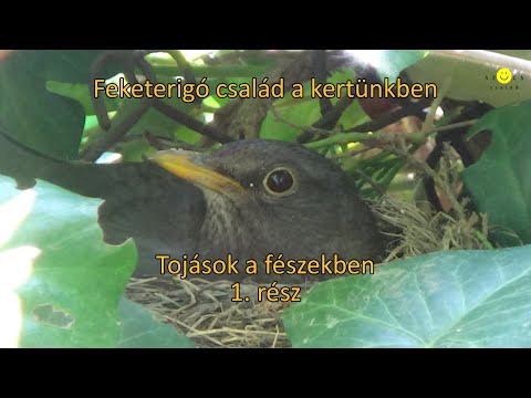 Videó: Feketerigó Leszáll
