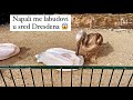 ZAGANJO’ ME LABUD 😱