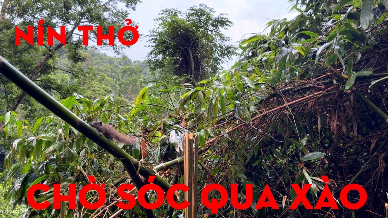 NHỮNG KIỂU BẮT SÓC ĐỘC ĐÁO CỦA AE ĐI RỪNG-TỰ THỢ RỪNG 