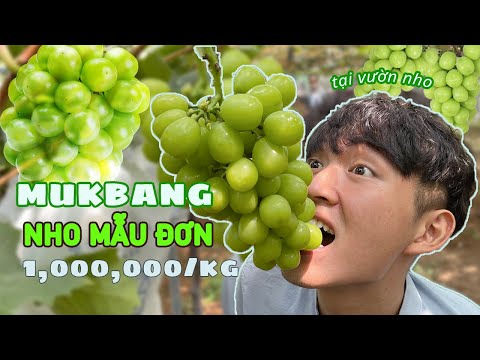 Video ĂN NHO MẮC NHẤT HÀN QUỐC ngon xĩu ngay trên giàn | NHO... - youtube
