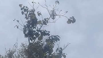 memikat serindit...sabah tungku