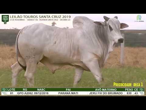 LOTE 081