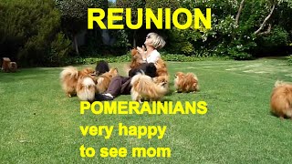 Reunion - POMERANIANS very HAPPY to see mom - Anjula Pomeranians Toypoms