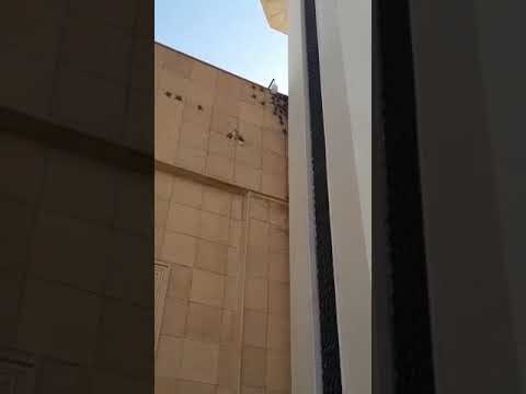 ظاهرة غريبة خروج عدد من خفافيش بأحجام كبيرة في النهار بمحافطة البكيرية