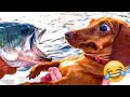 Funny Animal Videos 2023 😹 - Funniest Dogs and Cats Videos 😻 #63