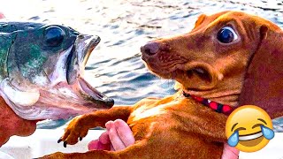 Funny Animal Videos 2023 😹 - Funniest Dogs and Cats Videos 😻 #63