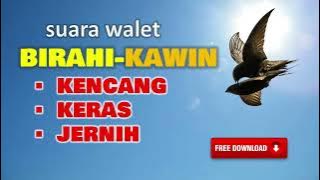 Suara Panggil Walet Birahi - Walet Kawin | Lebih Kencang, Lebih Jernih | Free Download MP3