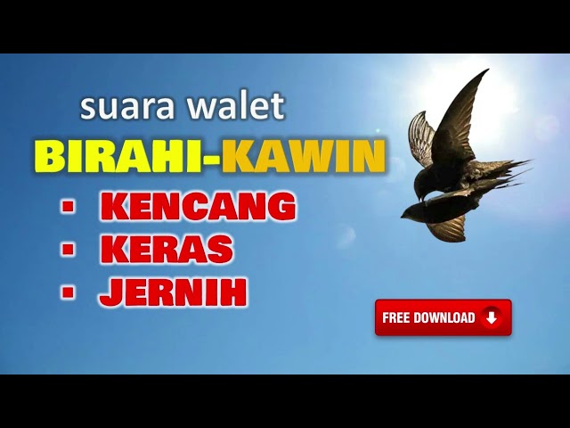 Suara Panggil Walet Birahi - Walet Kawin | Lebih Kencang, Lebih Jernih | Free Download MP3 class=