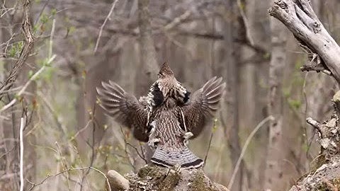 Ruffed Grouse Drumming Facts