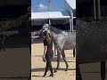 Trot up is complete 🙈🤩 #ShowJumping #Horses #HorseLove