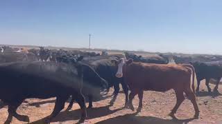 The Cattle Range Listing #605C270