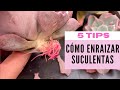 👩🏼‍🌾 No crecen las raíces de tu suculenta, 5 tips para lograrlo