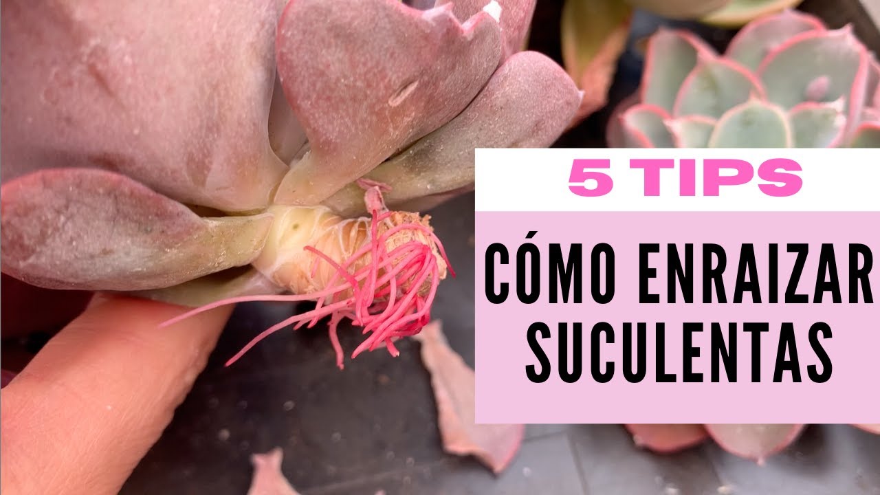 👩🏼‍🌾 No crecen las raíces de tu suculenta, 5 tips para lograrlo