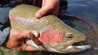 TRUCHA GIGANTE EN RIO PICO! El pez de mi vida