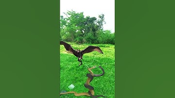 nagin magical viral vfx editing effect #nagin #edit #vfx #shorts