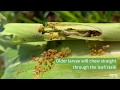 Fall armyworm  what to look for