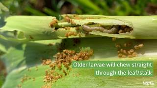 Fall armyworm  what to look for