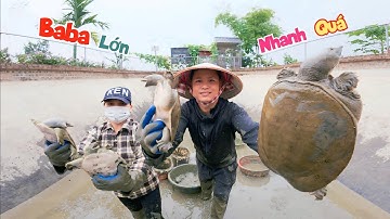 Máy Cạn Ao Chuyển Nhà Mới Cho Baba Cứ Tưởng Sổng Đi Hết Ai Ngờ Còn Nhiều Và To Quá / Quế Nghịch