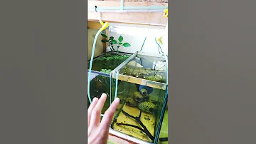 Как попадает кислород в аквариум? #научпок  #аквариум #betta #aquarium #лайфхаки #guppy #bettafish