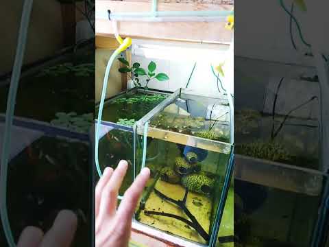 Как попадает кислород в аквариум? #научпок #аквариум #betta #aquarium #лайфхаки #guppy #bettafish