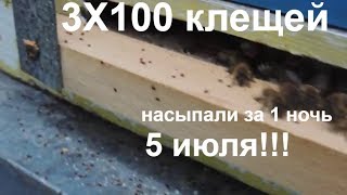 Когда ставить полоски от клеща / сотни клещей в июле!