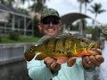 Peacock Bass Catch, Clean, and Cook! Tasty Tuesday!