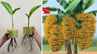 Technique for propagating bananas from banana stems that sprout and root quickly