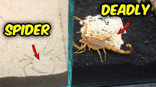 THE DEADLIEST TERRARIUM