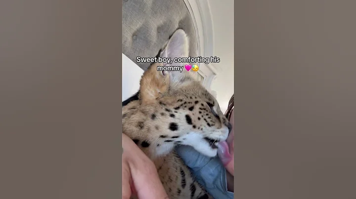 Watch the video about Such a sweet baby🥲#cat#serval#bigbaby#myboy#catmom#grieving#kisses#boycat#exotic#comfort#catshorts