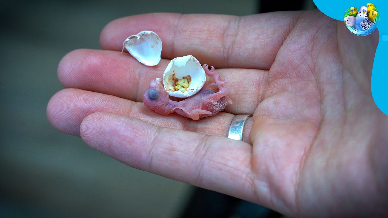 От яйца до птицы: этапы роста птенца волнистого попугайчика