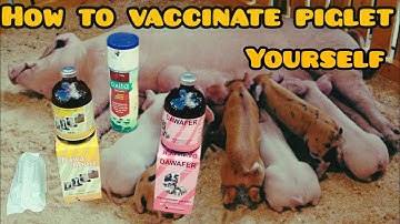 How You Can Vaccinate Your Pigs Even As A Beginner in 2024 #vaccination #pigfarming