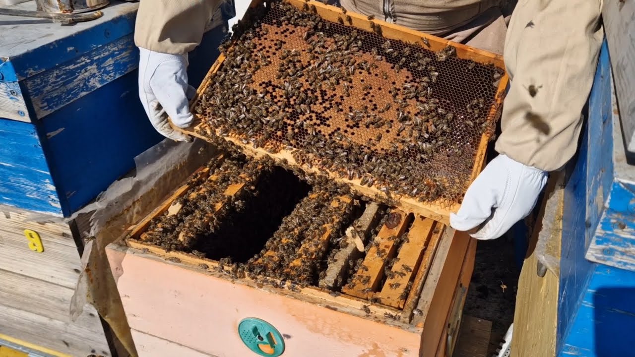 Deschid două familii de albine! #apicultura2025