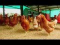 Proyecto Gallinas felices, ecológicas y sanas - Bienestar avícola - Fundases