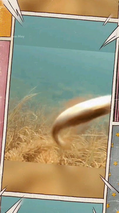Mancing ikan kecil gratis ikan besar