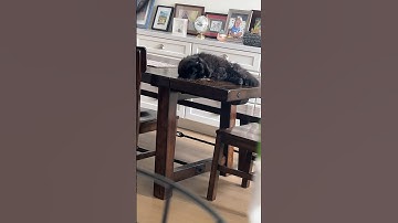 Catnip #cute cats #cat #catnip #song #cover #cat #music #funny