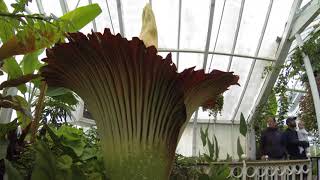 Corpse Flower time lapse