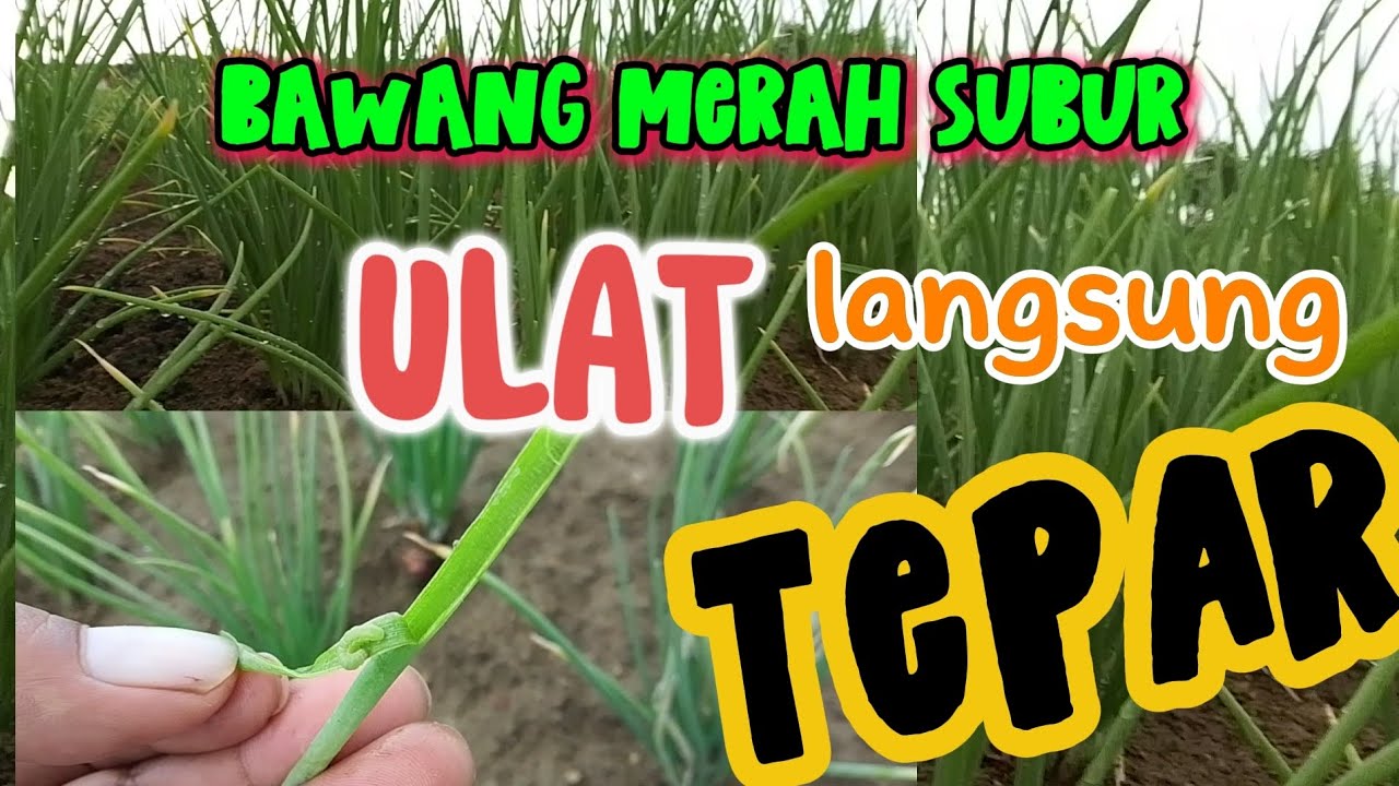 Kenapa tidak dari dulu,, basmi ulat bawang merah #petanimilenial #petanibawangmerah 