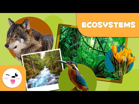 What are ecosystems? Types of Ecosystems for Kids