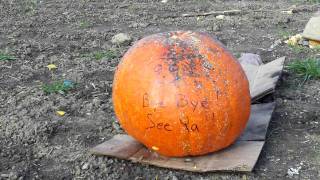 Exploding pumpkins redneck style