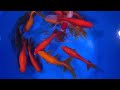 Extra Large Wakin Goldfish from Blue Ridge Koi