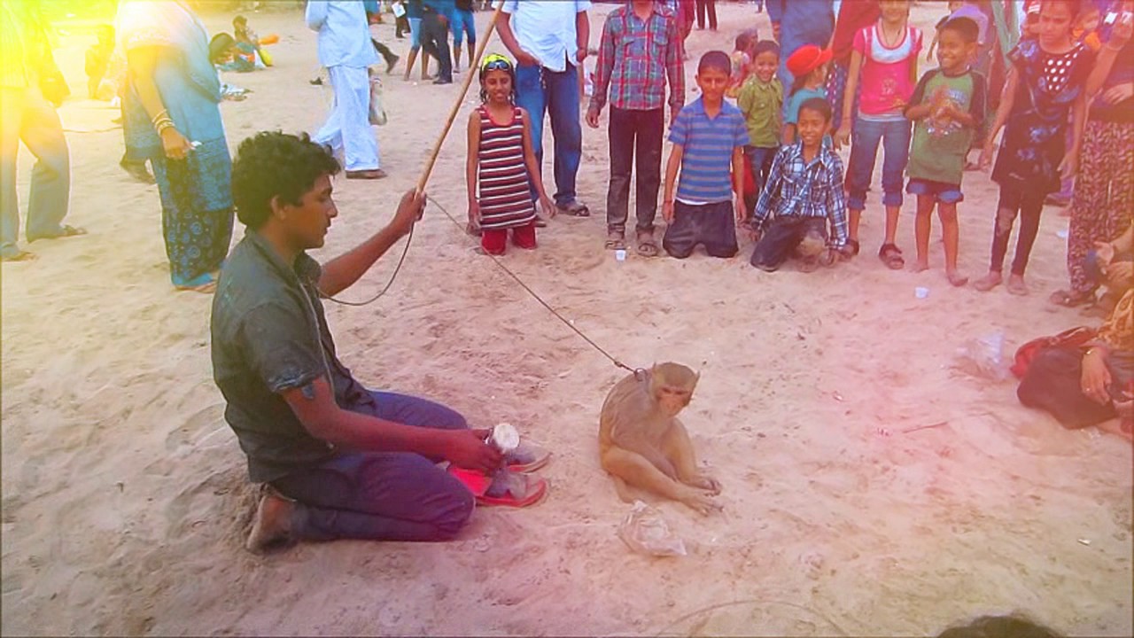 The Monkey Dance Monkey Dance show YouTube