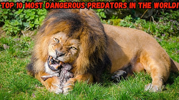 Top 10 Most Dangerous Predators in the World! | Deadliest Animals